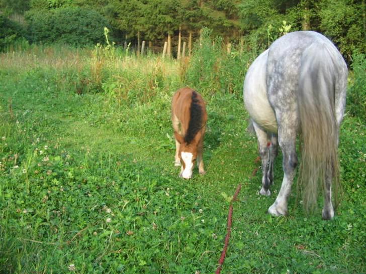 Shetlænder Lady (Solgt) billede 6