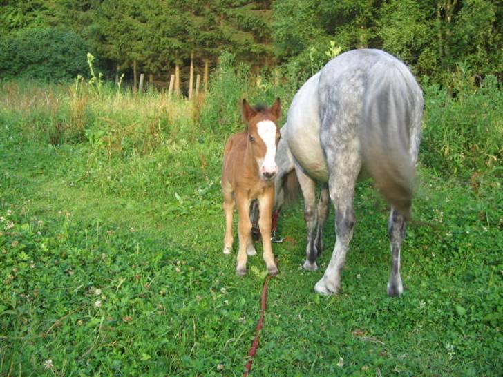 Shetlænder Lady (Solgt) billede 7