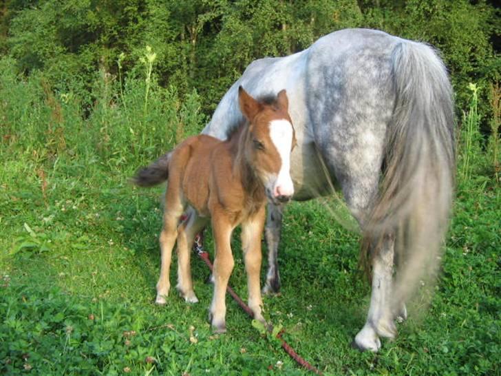 Shetlænder Lady (Solgt) billede 8