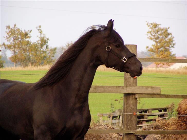 Frieser Willy 'fan Panhuys' billede 8