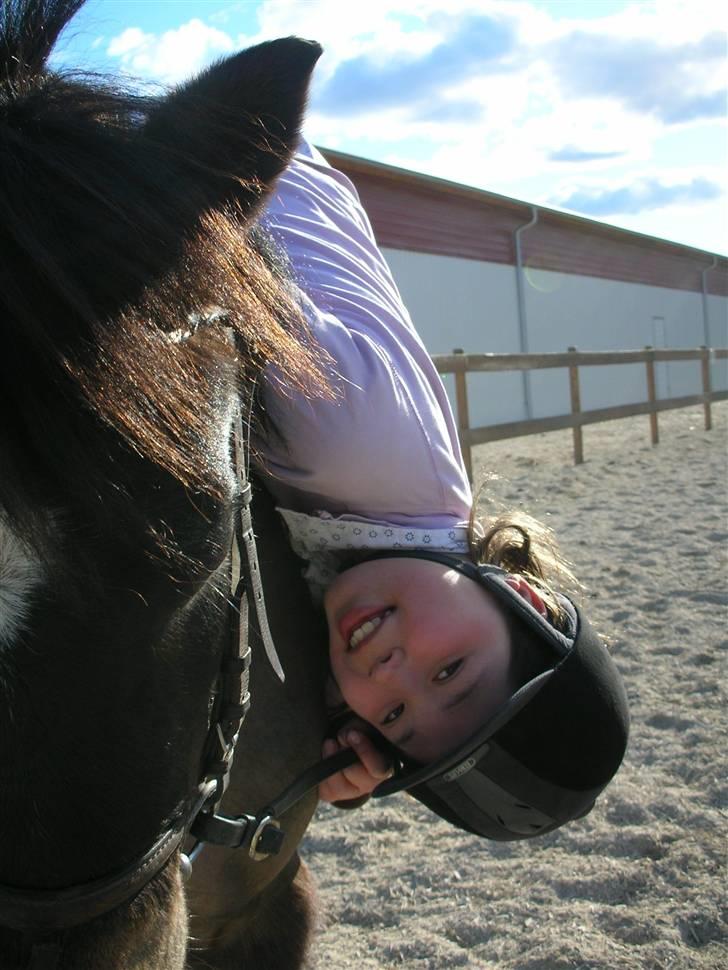 Palomino Epol star - Zorro&&sabine<3 billede 10