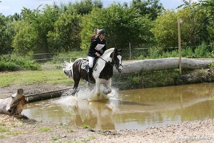 Irish Cob Mars SOLGT ;(;( - på søborggård billede 13