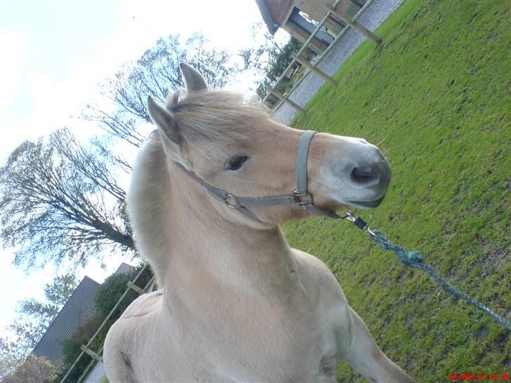 Fjordhest Casus - solgt :'( billede 8