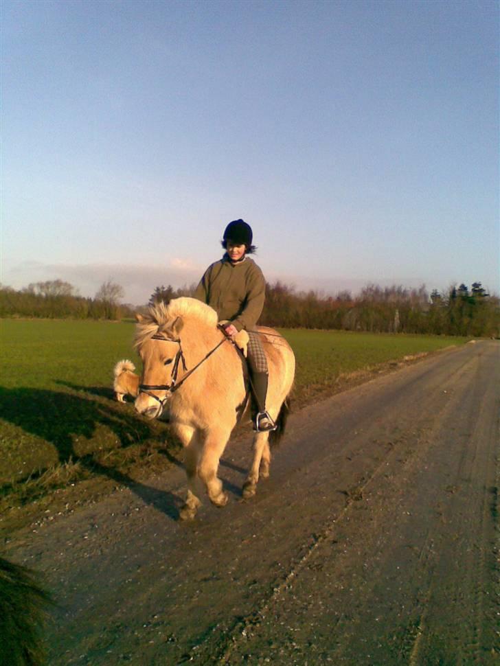 Fjordhest Casus - solgt :'( - anden gang jeg rider ham  :) han e bare så nem  billede 9