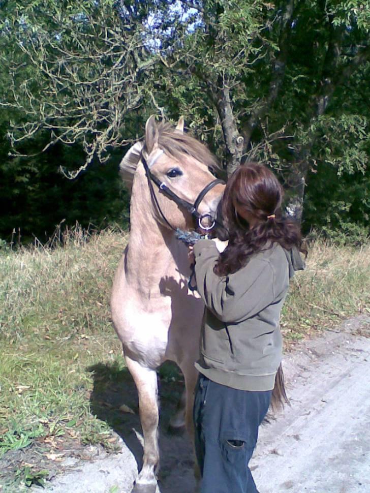 Fjordhest Casus - solgt :'( - vi kysser lige lidt :) billede 10