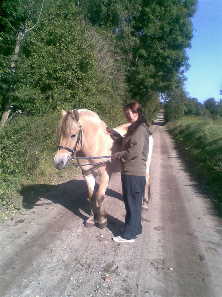 Fjordhest Casus - solgt :'( billede 11