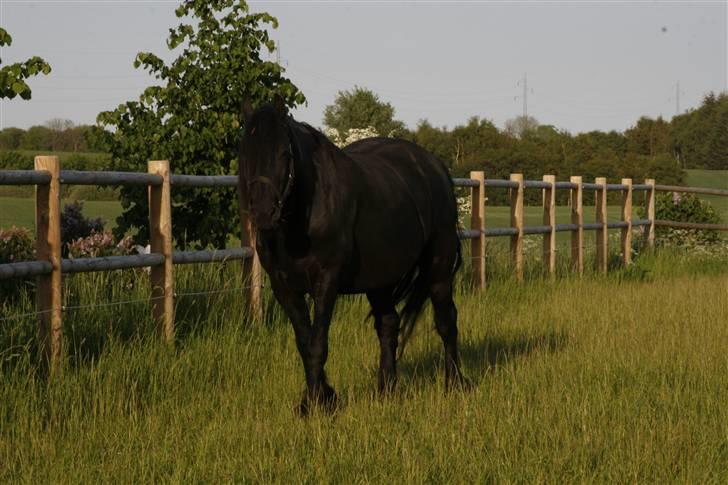 Frieser Willy 'fan Panhuys' billede 9