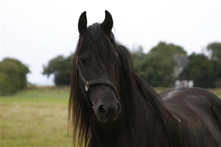 Frieser Willy 'fan Panhuys' billede 10