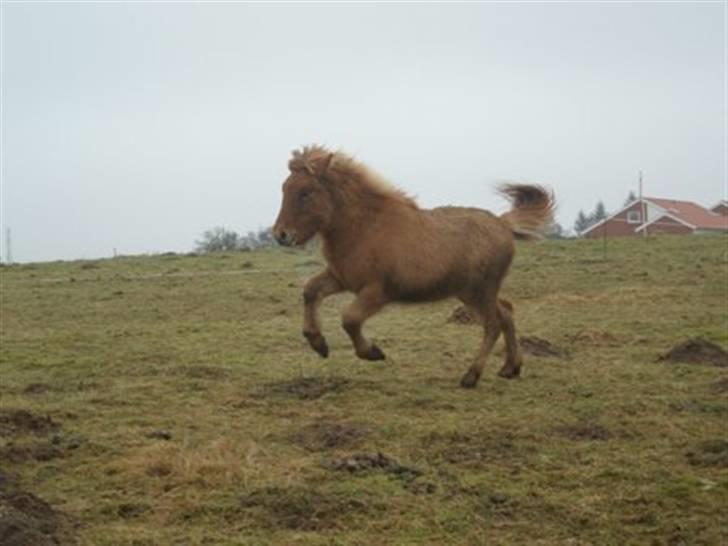 Islænder Asi fra Troldskov ( Solgt ) billede 12