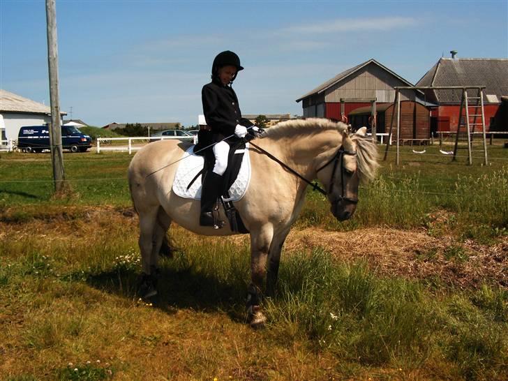 Fjordhest Musti Tyler - Nr. 3 Til stævne på rideskolen (LYRI)   Foto: Mor    (billede 3) billede 3