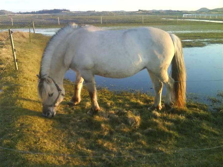 Fjordhest Musti Tyler - Nr. 5 Musti hygger. På folden en aften jeg var ude ved hende. Foto: Mig eller Katrine    (billede 5) billede 5