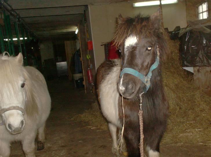 Anden særlig race Belladonna<3  givet væk:/ - 9 første gang på staldgangen sammen med sidsel (: billede 9