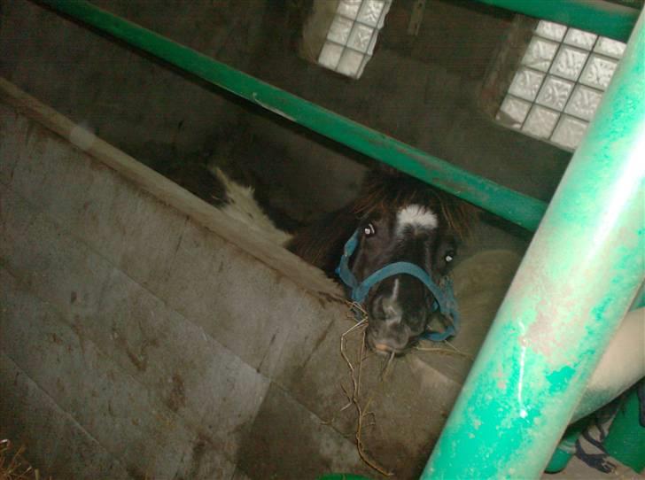 Anden særlig race Belladonna<3  givet væk:/ - 10 jeg ville lige se om tenna gav mille noget mad uden jeg fik noget billede 10