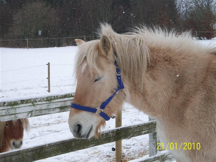 Fjordhest Valde  ***DØD*** billede 11