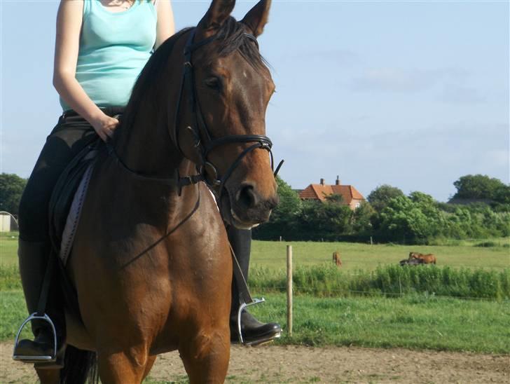 Traver Mille<3 solgt - se hvor fint hun står billede 19