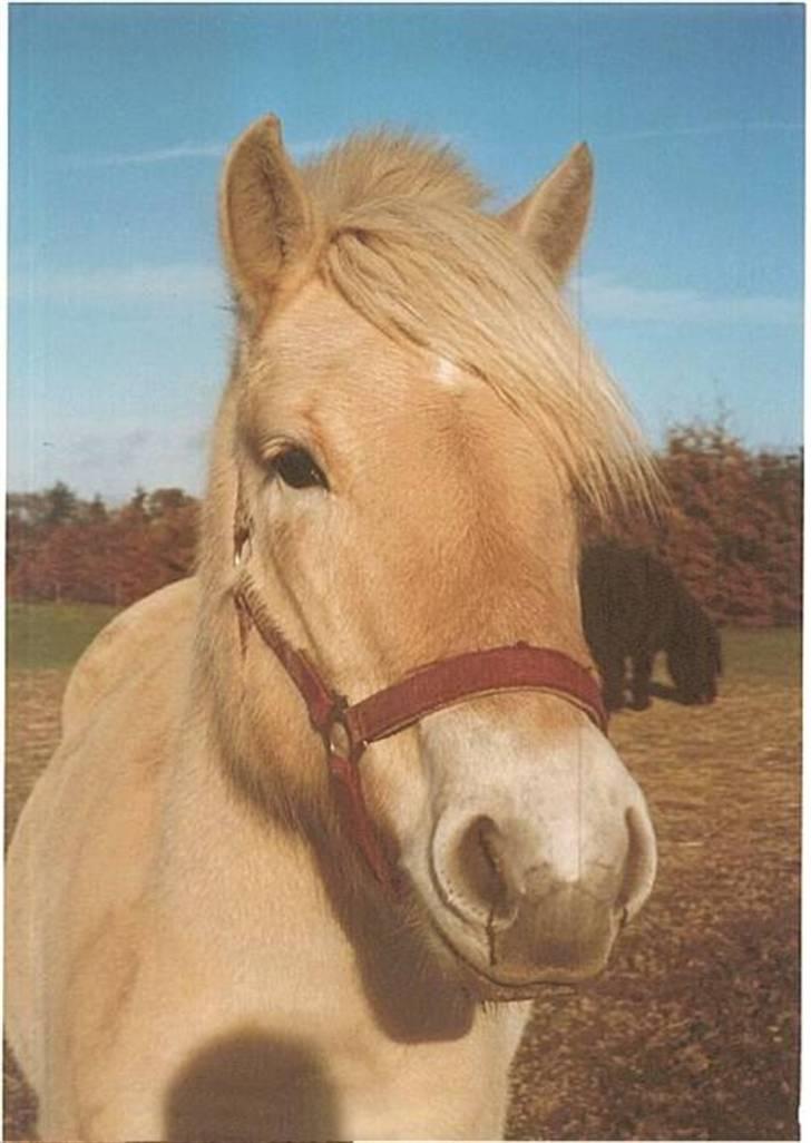 Fjordhest Valde  ***DØD*** - valde billede 12