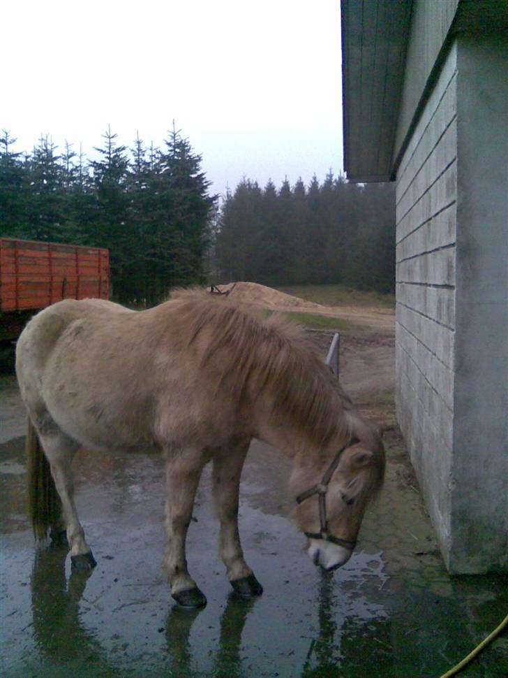 Fjordhest Valde  ***DØD*** - Våde hove.... uff billede 13