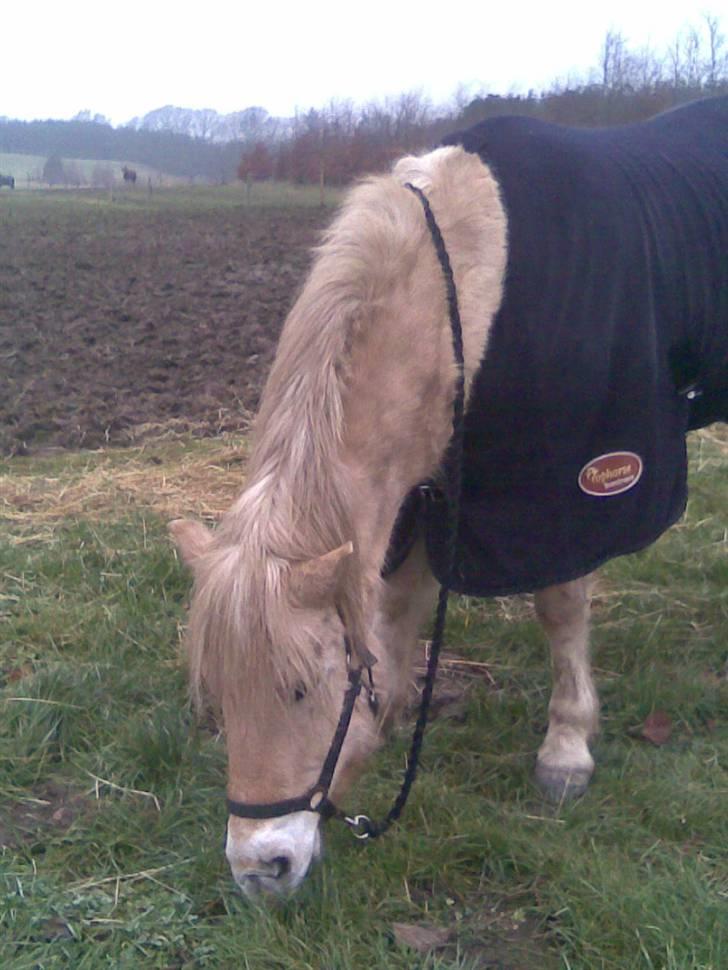 Fjordhest Valde  ***DØD*** billede 14