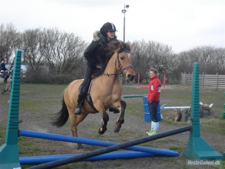 Anden særlig race Julie - Master spring billede 12
