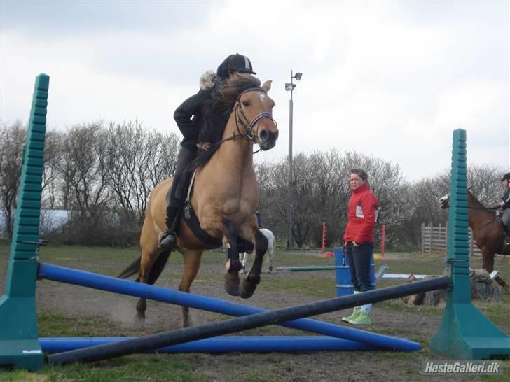Anden særlig race Julie - master spring igen billede 13