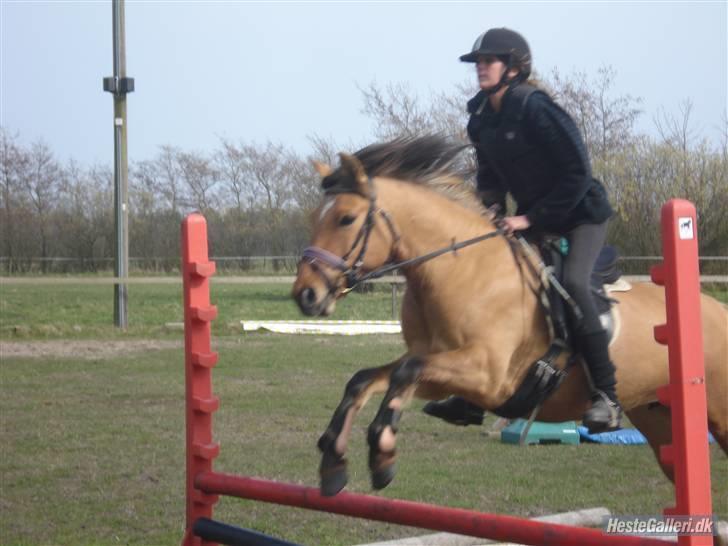 Anden særlig race Julie - mer master spring. billede 14