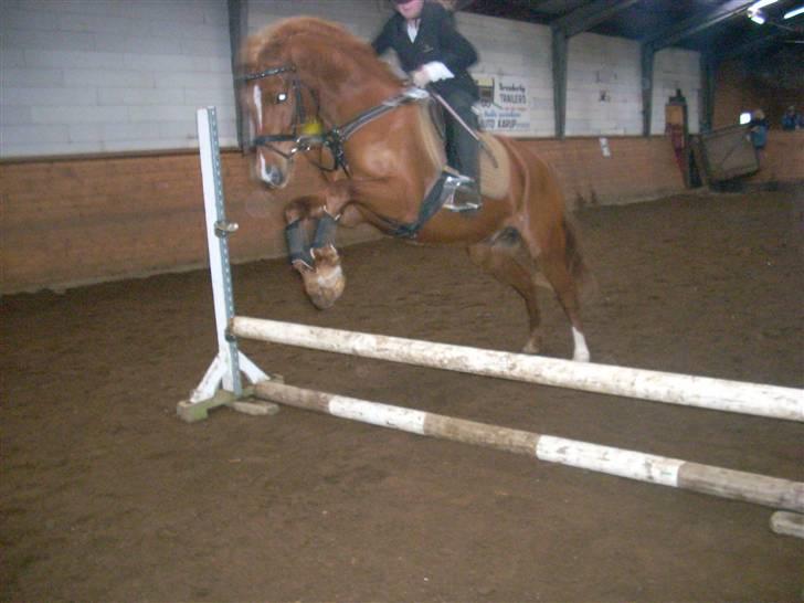 Anden særlig race Bauke <3 R.I.P  - Opvarmning til stævne <3 Foto: Lærke  billede 6