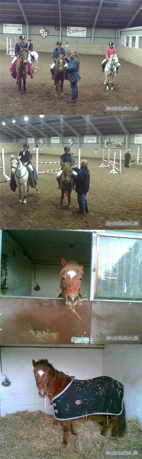 Welsh Partbred (Sec F) Frk. Flippa <3 B-PONY - Billeder fra et par stævner i Mariager billede 16