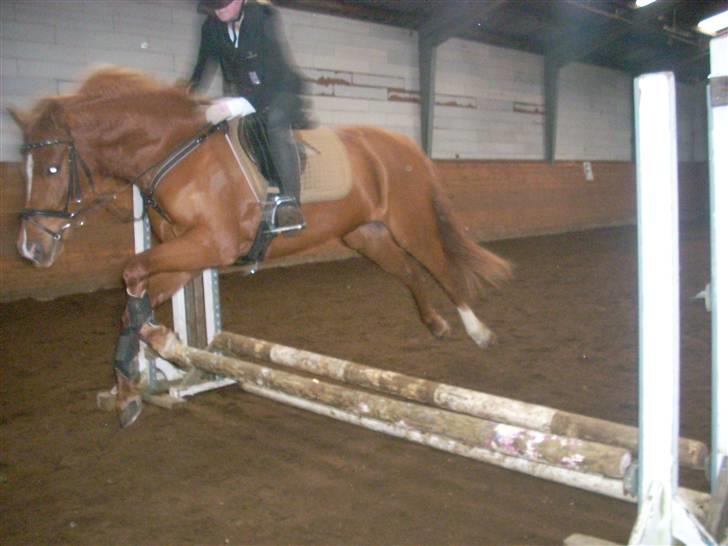 Anden særlig race Bauke <3 R.I.P  - Det sidste spring inden vi kom på banen billede 8