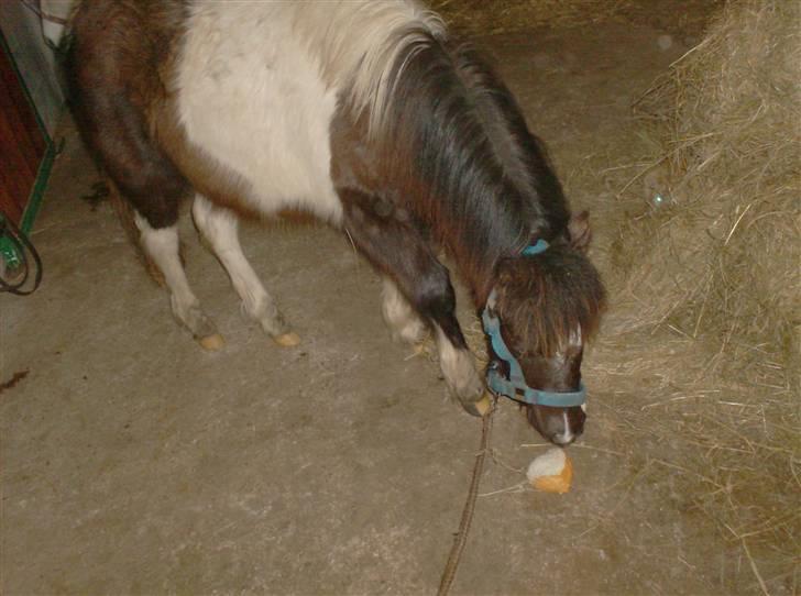 Anden særlig race Belladonna<3  givet væk:/ - 11 når tenna ikke vil give mig brød må jeg jo selv billede 11