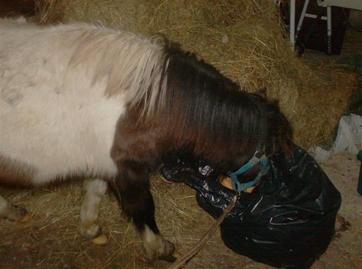 Anden særlig race Belladonna<3  givet væk:/ - 12 jeg måtte jo selv tage brødet der var jo ingen der ville give mig det billede 12