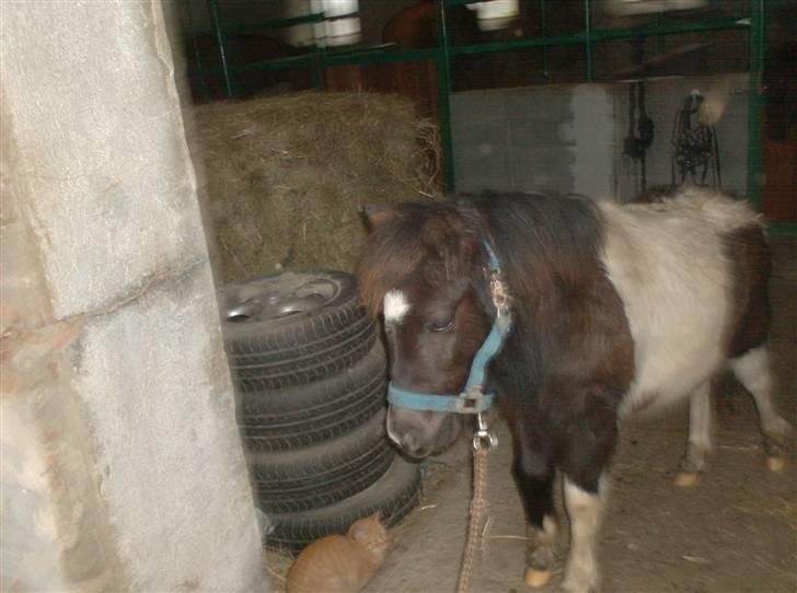 Anden særlig race Belladonna<3  givet væk:/ - 13 første gang på vej ud uden mor eller sidsel billede 13