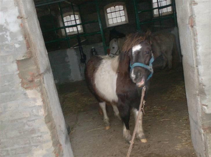 Anden særlig race Belladonna<3  givet væk:/ - 14 belladonna, <3 billede 14