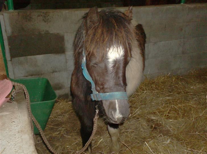 Anden særlig race Belladonna<3  givet væk:/ - 15 jeg er en kær lille hest <3 billede 15