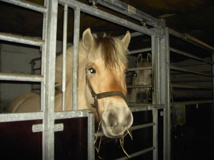 Fjordhest Freja - Gumle gumle. :P (foto: mig/kamera) billede 2