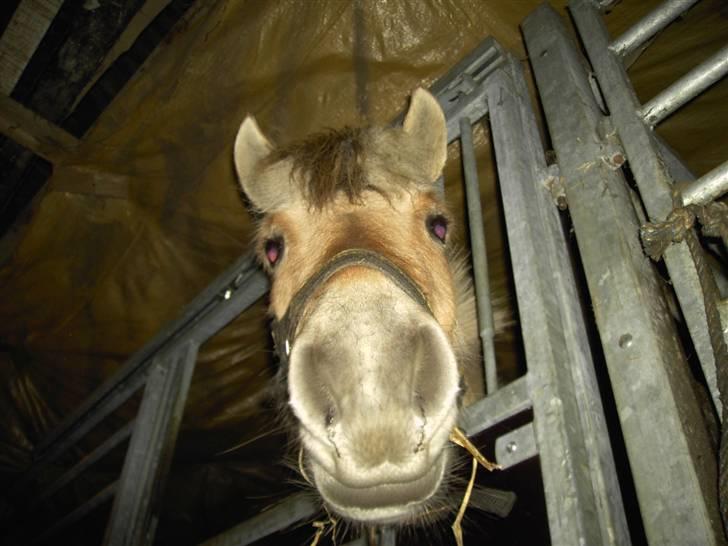 Fjordhest Freja - Sjov vinkel. XD (foto: mig/kamera) billede 3
