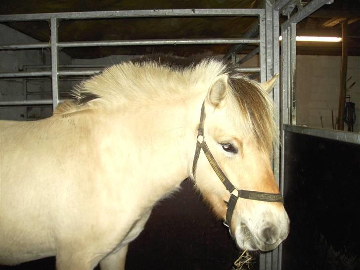Fjordhest Freja - I sin boks. (: (foto: mig/kamera) billede 4