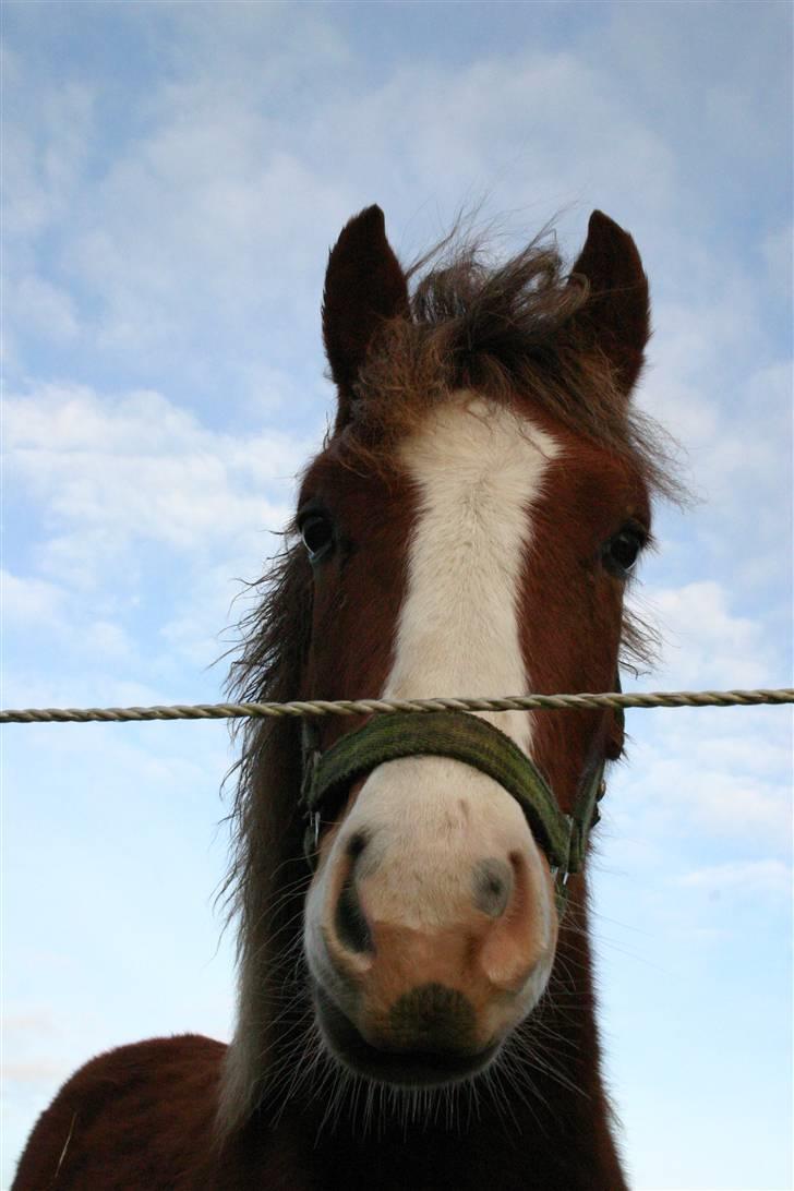 DSP Guldborggaards Remir billede 12