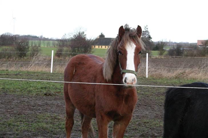 DSP Guldborggaards Remir billede 13