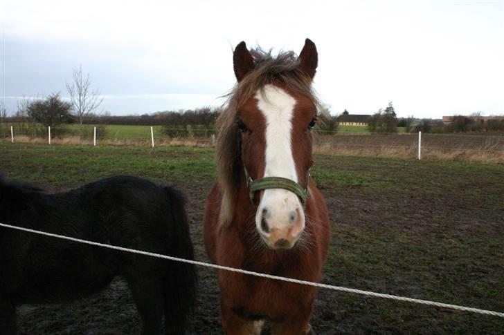 DSP Guldborggaards Remir billede 14