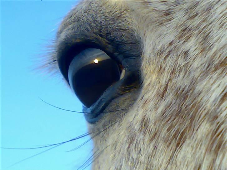 Anden særlig race Flame billede 11