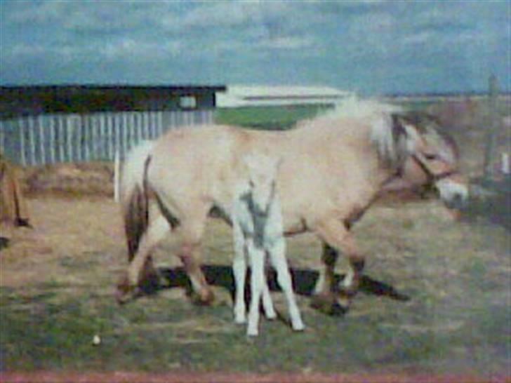 Fjordhest Musti Tyler - Nr. 7 Musti som føl. Hoppen er Cecilie Hendes mor  Foto: Gamle ejer   (billede 7) billede 7