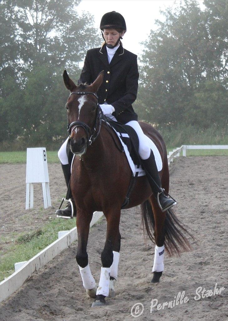 Traver Here To Stay billede 1