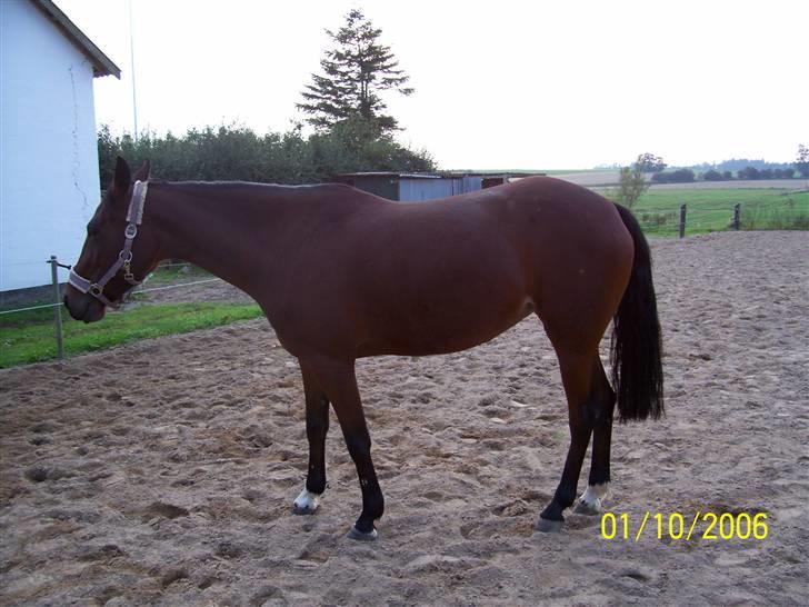 Traver Here To Stay - Meget kort efter jeg fik hende billede 3