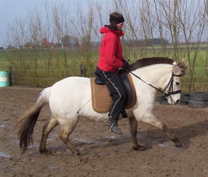 Anden særlig race Kiki Danmarksmester i Trail - Ja vi elsker galop billede 11