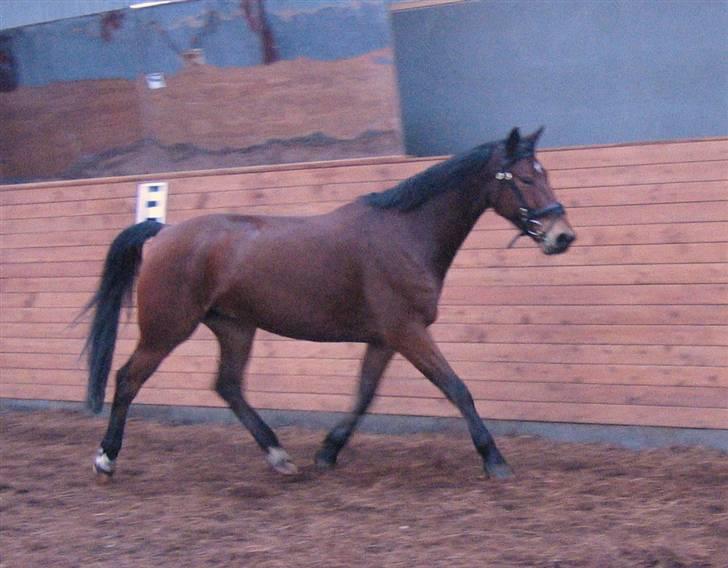 Hollandsk Varmblod Stifler billede 7