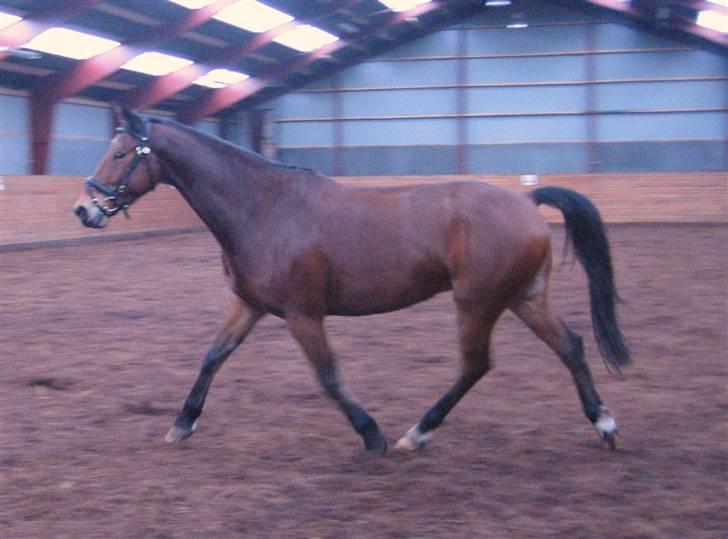 Hollandsk Varmblod Stifler billede 8