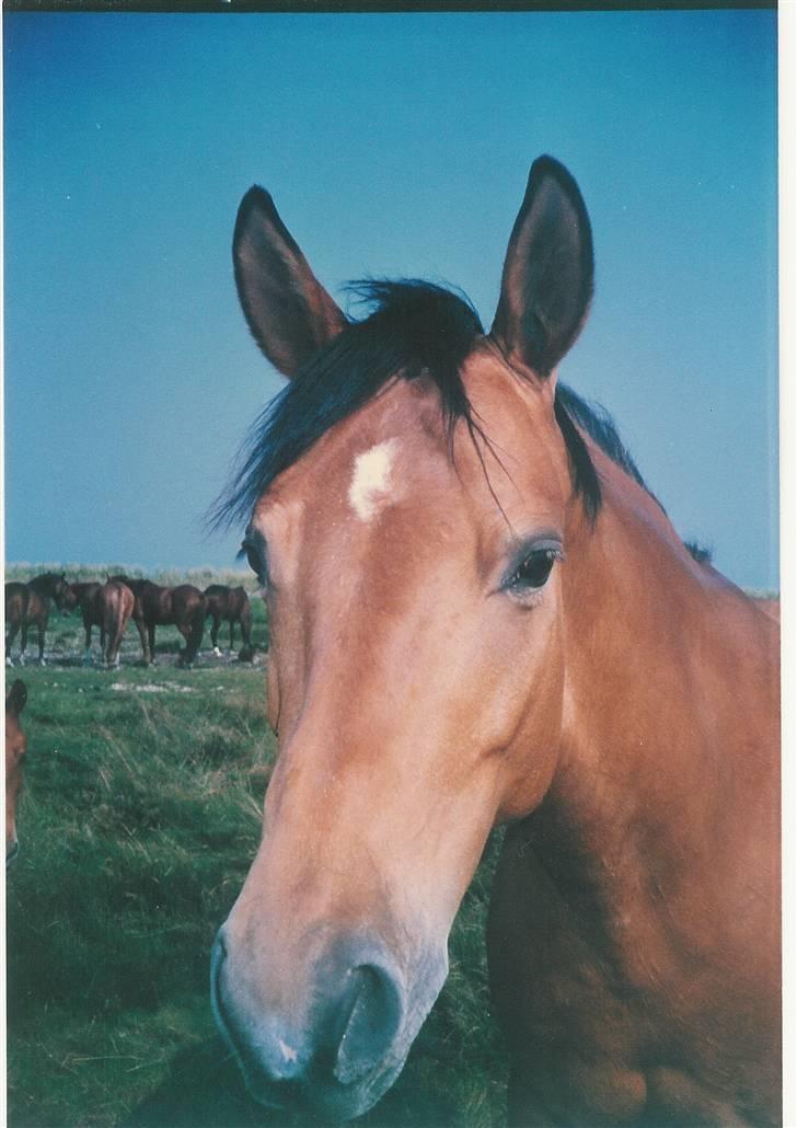Trakehner Fleur - Død - smukke fleur billede 1