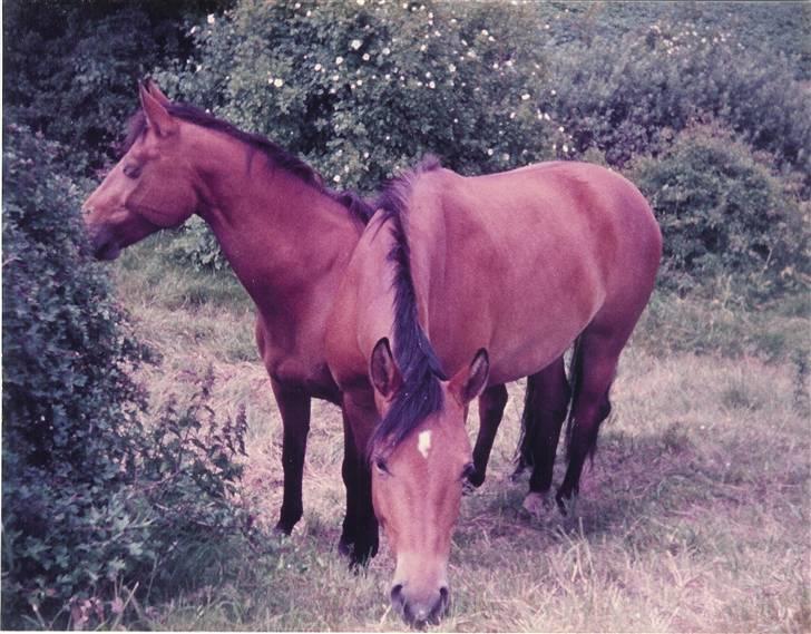 Trakehner Fleur - Død - Fleur og hendes søster Flicka på sommer græs billede 2