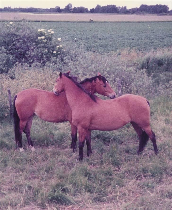 Trakehner Fleur - Død - Sommer hygge:D det er Fleur med de ´hvide sokker, og søster Flicka den anden billede 3