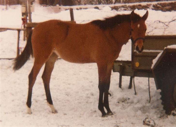 Trakehner Fleur - Død - Fleur i sneen. her er hun ca. 1 år:D billede 4